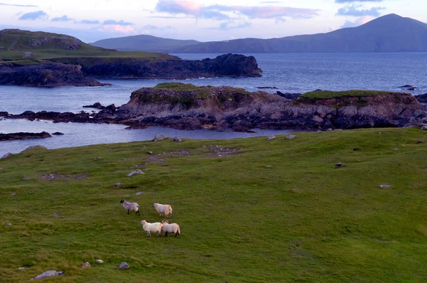 Ovce Soumraku Útesech Výhledem Clew Bay Mayo Irsko — Stock fotografie