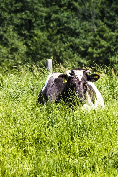 Корова Пасовищі Зеленій Траві — стокове фото