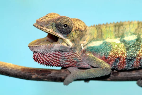 Wizerunek Młodej Kameleon — Zdjęcie stockowe