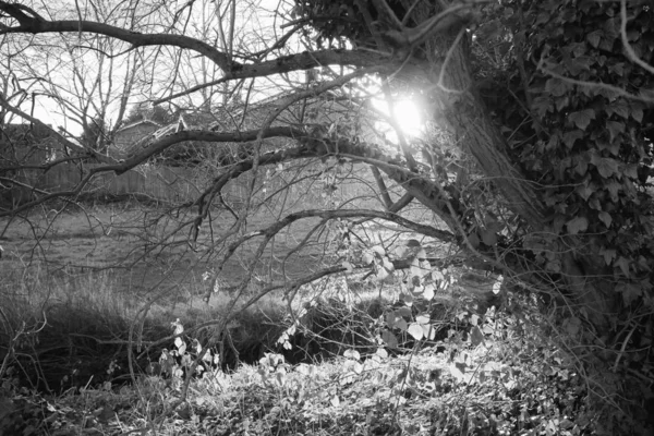 在居民区的灌木丛和树木 在傍晚的背光阳光的摄影 — 图库照片