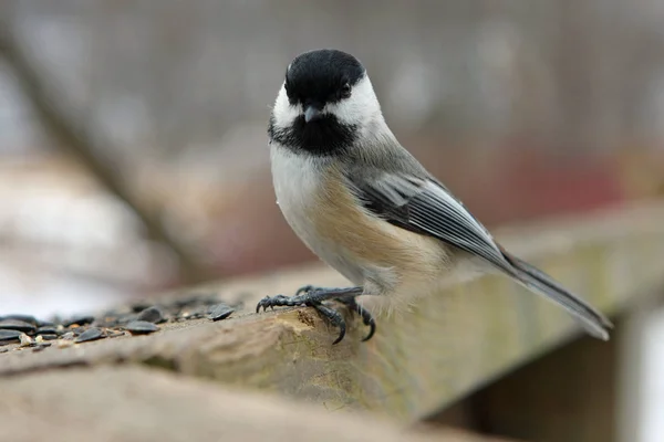 Μαύρο Καπάκι Κοτοπουμάδικο Poecile Atricapillus Σκαρφαλωμένο Τάισμα — Φωτογραφία Αρχείου