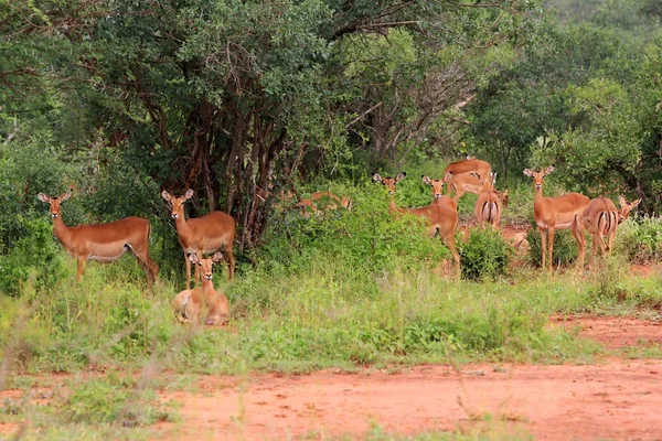 Antilopa Impala Aepyceros Melampus Národní Park Tsavo — Stock fotografie