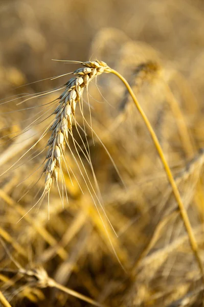 Tallos Del Trigo Campo Sur Ucrania —  Fotos de Stock