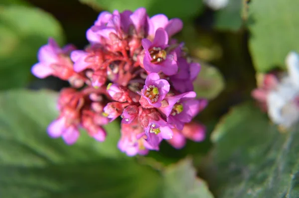 Bergenia Cordifolia Bergenia Crassifolia Tejano Que Florece Con Flores Púrpuras — Foto de Stock