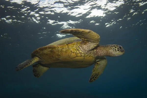 Tortuga Verde Hawaiana Nadando Cálidas Aguas Maui — Foto de Stock