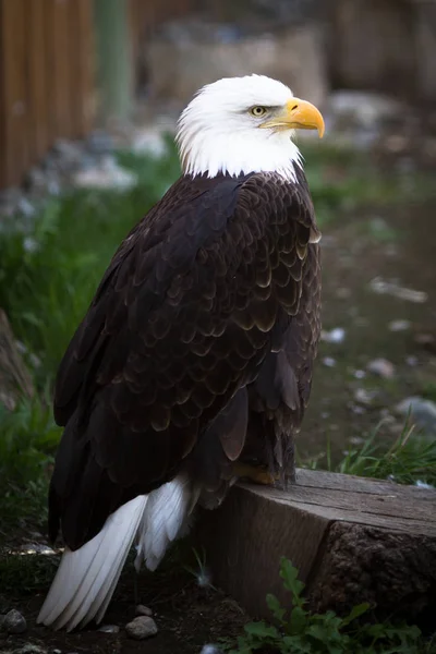 Kel Kartal Haliaeetus Leucocephalus Amerika Birleşik Devletleri Nin Ulusal Amblemi — Stok fotoğraf