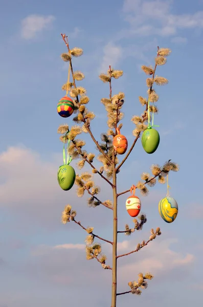 Ovos Páscoa Árvore Primavera Com Salgueiro Buceta — Fotografia de Stock