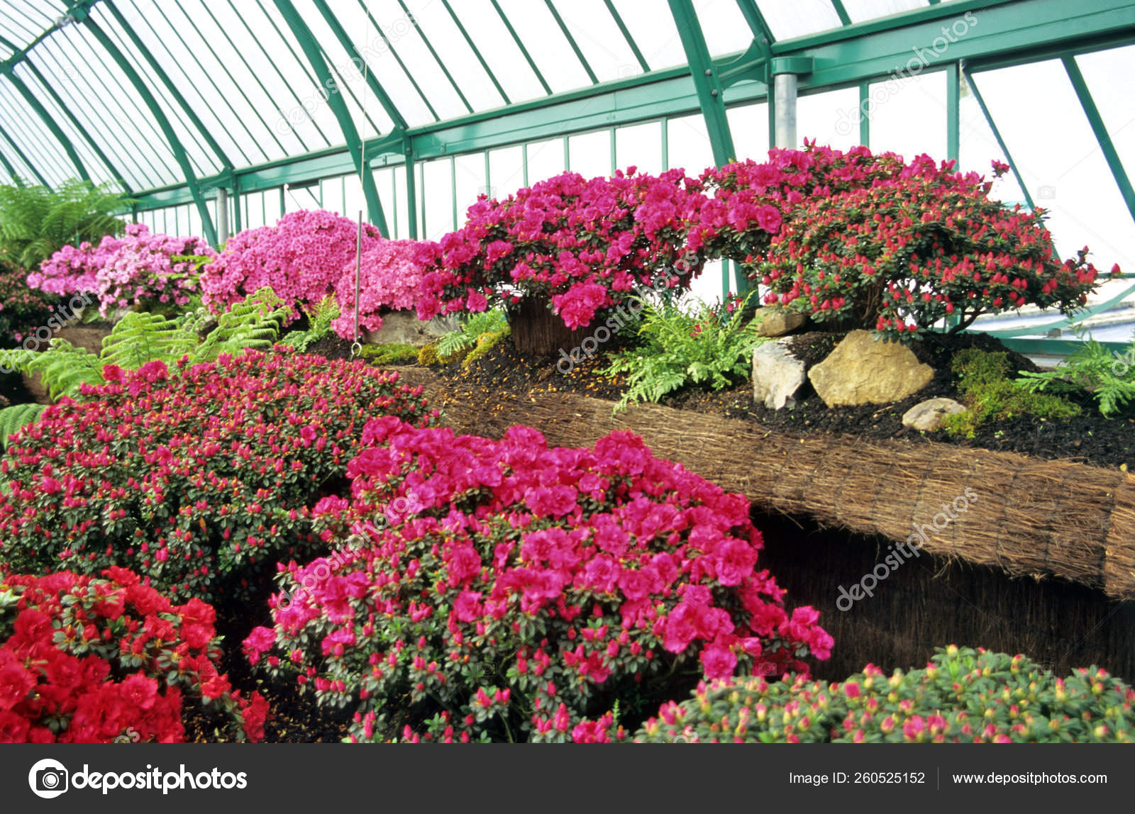 Azalea Mollis Hybrids Indian Azaleas Royal Greenhouses Laeken Belgium Stock Photo By C Yayimages 260525152
