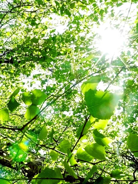 Strålar Sol Genom Grenar Träd Trä — Stockfoto