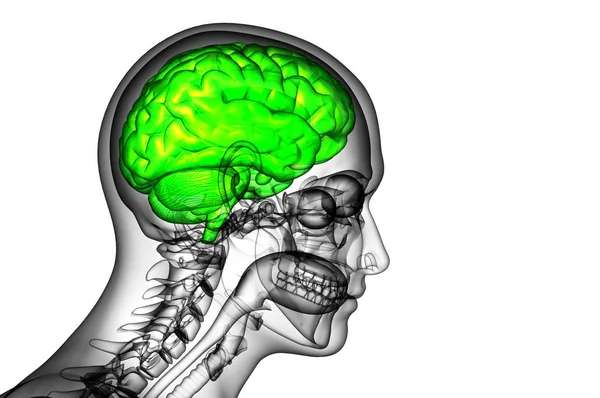 Медична Ілюстрація Мозку Вид Збоку — стокове фото