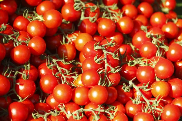 Primer Plano Tomates Aromáticos Frescos — Foto de Stock