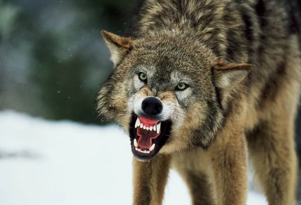 Close Snarling Gray Wolf — Fotografia de Stock