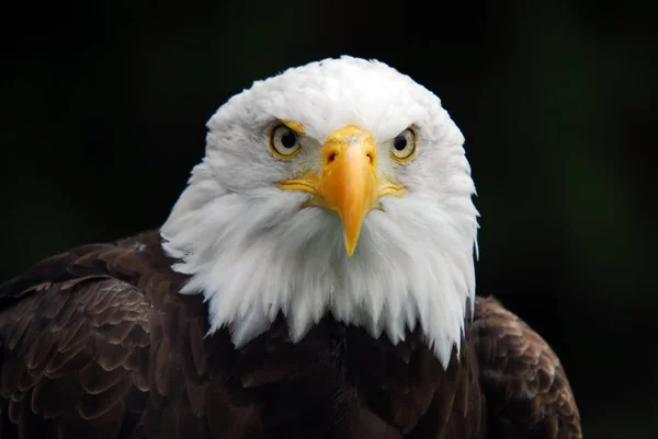 Портрет Послугами Американський Білоголовий Орлан Haliaeetus Leucocephalus — стокове фото