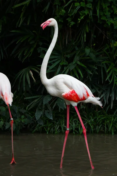 Růžoví Plameňáci Phoenicopterus Ruber Ruber — Stock fotografie