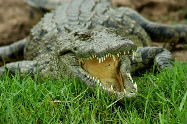 Close Botswana Aligator — Fotografia de Stock