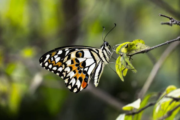 Levél Többi Pillangó Hogy Phuket Pillangó Kert Marad Nem Mozog — Stock Fotó