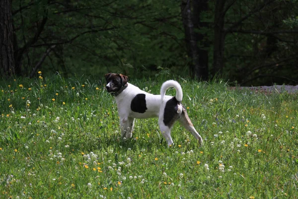 Çayırda Güzel Melez Köpek Ayakta — Stok fotoğraf