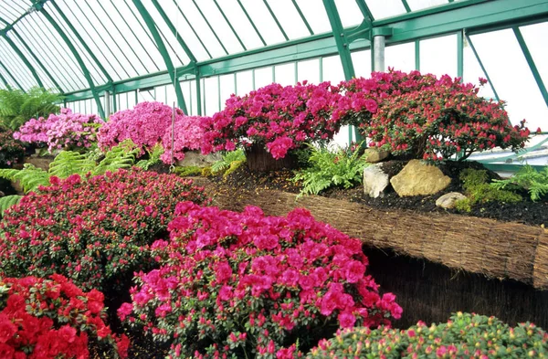 Azalea Mollis Hybrides Azalées Indiennes Dans Les Serres Royales Laeken — Photo