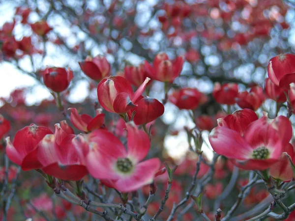 Cornouiller Rose Fleurit Hauteur Printemps — Photo