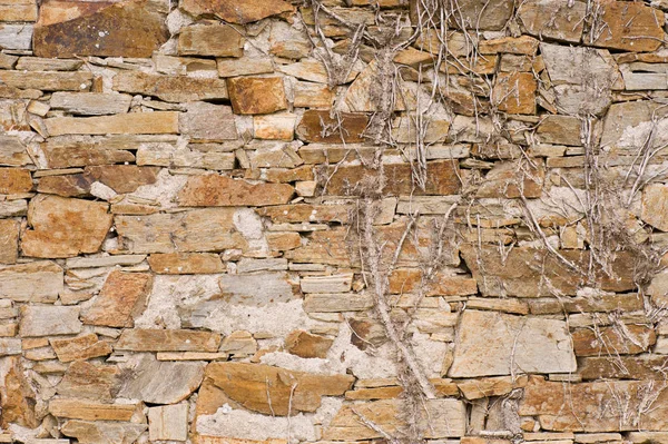 Old irregular French wall with dead plants and roots