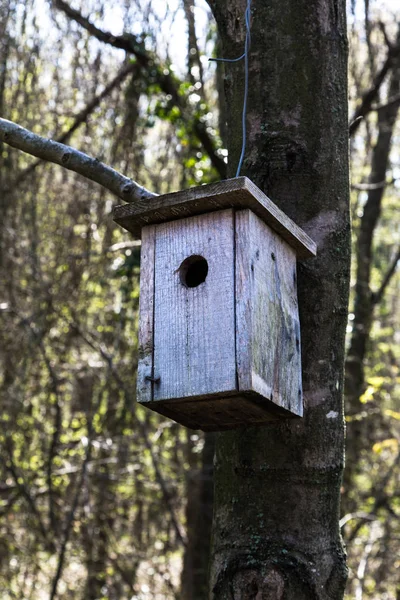 Houten Vogel Nesten Bos Boom — Stockfoto