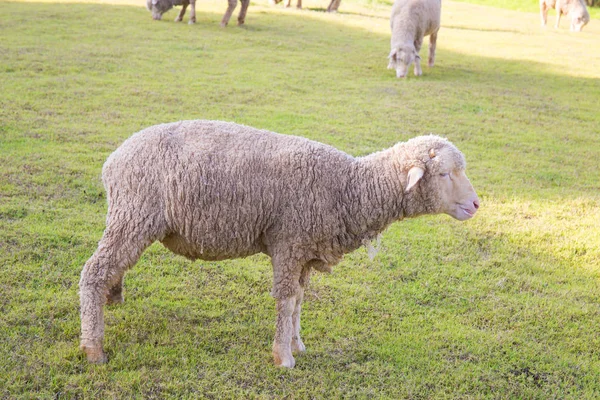 Merino Lambs Grazing Green Pasture — Stock Photo, Image