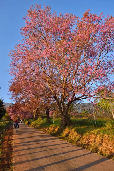 Wild Himalayan Cherry Prunus Cerasoides Khun Wang Doi Inthanon Chiangmai — Stock Photo, Image