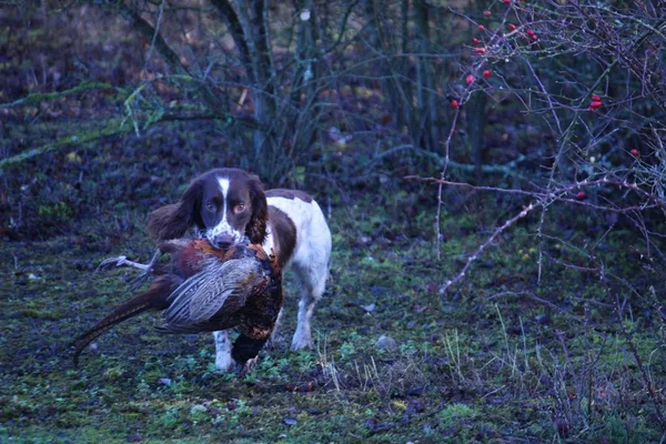 Fígado Branco Tipo Trabalho Inglês Springer Spaniel Pet Gundog Carregando — Fotografia de Stock