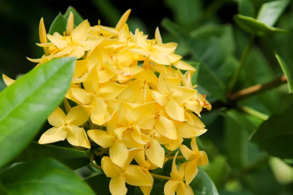Цветок Спайка Желтый Цвет Желтый Цветок Шип Цветок Икора — стоковое фото