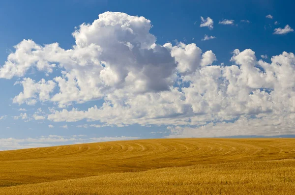 Field Wheat Chaff Puffy Clouds Teton County Idaho Usa — Stock Photo, Image