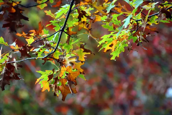 Příjemná Studená Podzimní Krajina — Stock fotografie