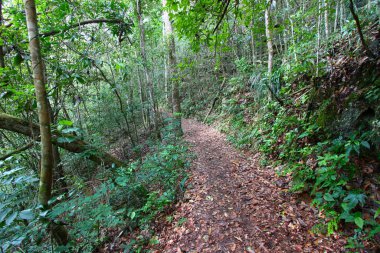 Trail winding through the Guajataca Forest Reserve of Puerto Rico. clipart