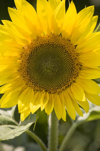 Färgbild Ljusgul Solblomma — Stockfoto