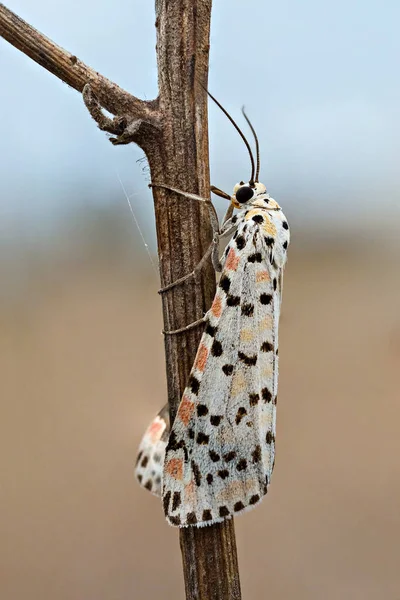 Closeup Beautiful Moth — Stock Photo, Image
