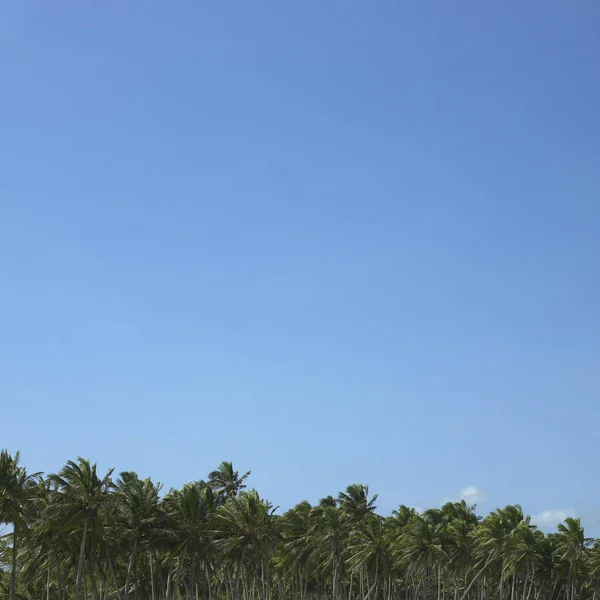 Palmboom Blauwe Lucht — Stockfoto