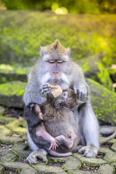 Hosszú Farkú Makákó Vele Csecsemő Szent Monkey Forest Ubud Bali — Stock Fotó
