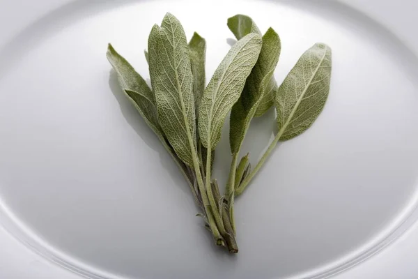 Fresh Sage White Plate — Stock Photo, Image