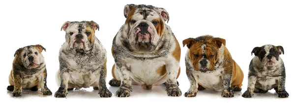 Dirty Dogs Five Muddy English Bulldogs — Stock Photo, Image