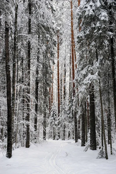 Taiga Wczesną Zimą Śnieg Szron — Zdjęcie stockowe