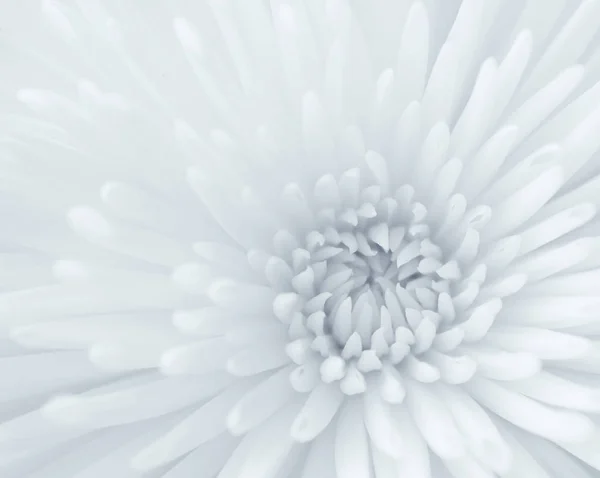 Blue Toned Black White Close Chrysanthemum — Stock Photo, Image