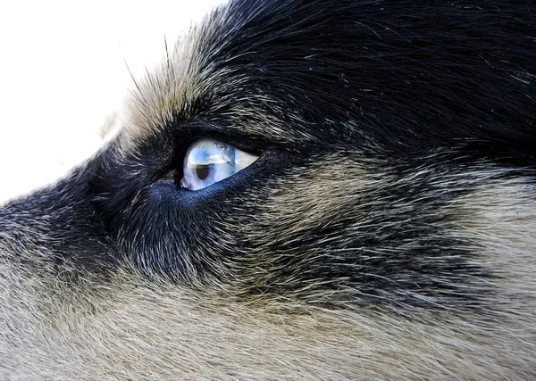 Синие Глаза Арктического Волкодава Отражением — стоковое фото