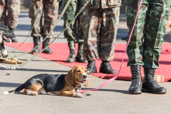 Army Soldier Dog Training Dogs War — Stock Photo, Image