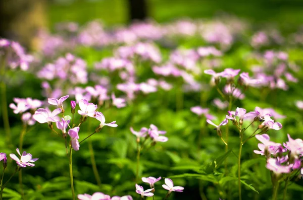 Suelo Del Bosque Principios Primavera Con Flores Violetas Dentaria Quinquefolia — Foto de Stock
