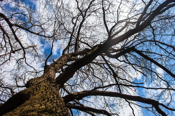 Τον Κορμό Και Κλαδιά Του Δέντρου Ενάντια Στον Θολό Ουρανό — Φωτογραφία Αρχείου