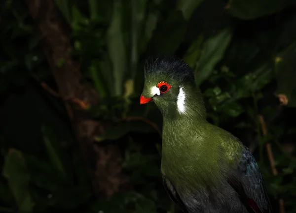 Blaxk Grands Oiseaux Avec Une Crête Rouge Photographie
