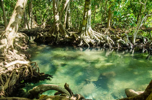 Swamp Skog Med Root Och Flöde Vatten Krabi Thailand Tha — Stockfoto