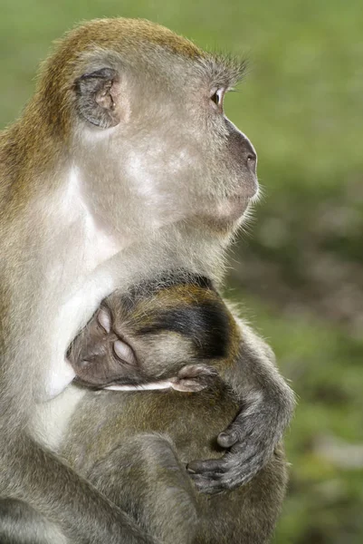 Baby Makaak Monkey Speen Met Moeder — Stockfoto