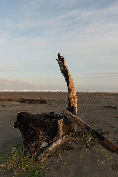 Ξύλο Που Επιπλέει Μια Παραλία — Φωτογραφία Αρχείου