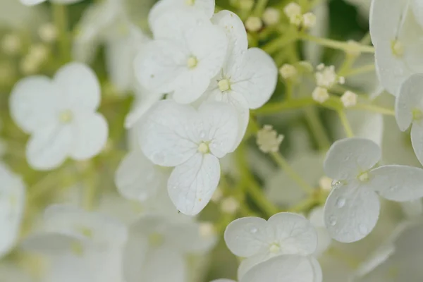 Yatay Çerçevede Damlacıkları Ile Beyaz Renkli Ortanca Çiçeklermakro Doku — Stok fotoğraf