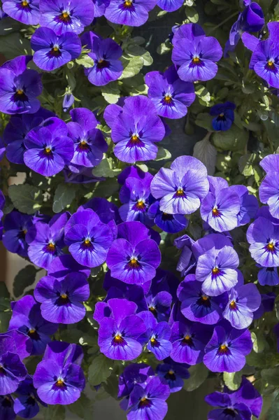 Rózsaszín Viola Zöld Levelei — Stock Fotó